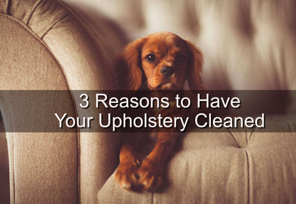 3 Reasons to Have Your Upholstery Cleaned