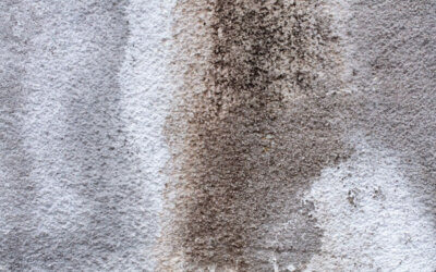 How Humidity Affects Hardwood and Carpet Floors