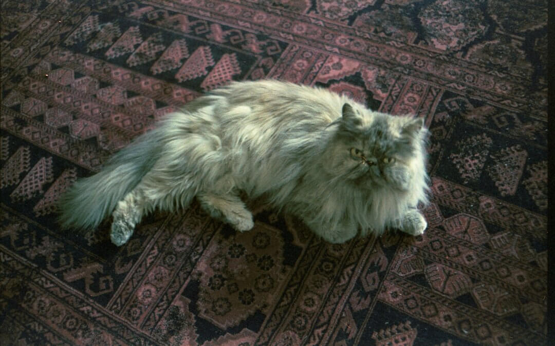 Pet Hair Problems? Make Flooring Cleaning Easier