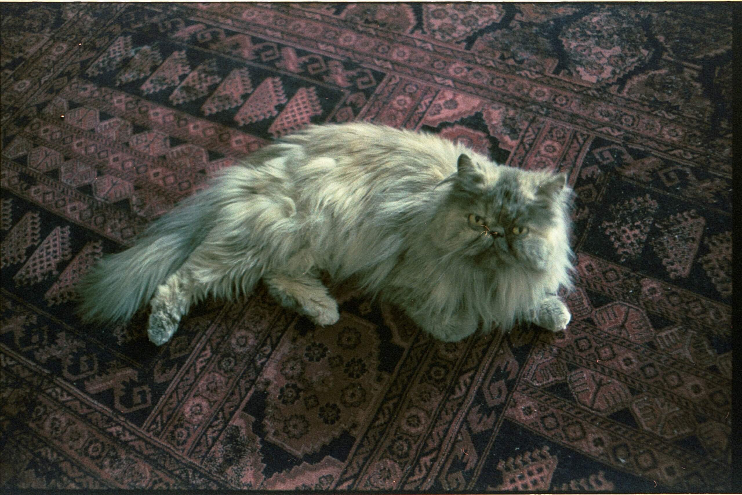 A long-haired, fluffy grey cat lies on a patterned, reddish-brown flooring, looking up toward the camera.