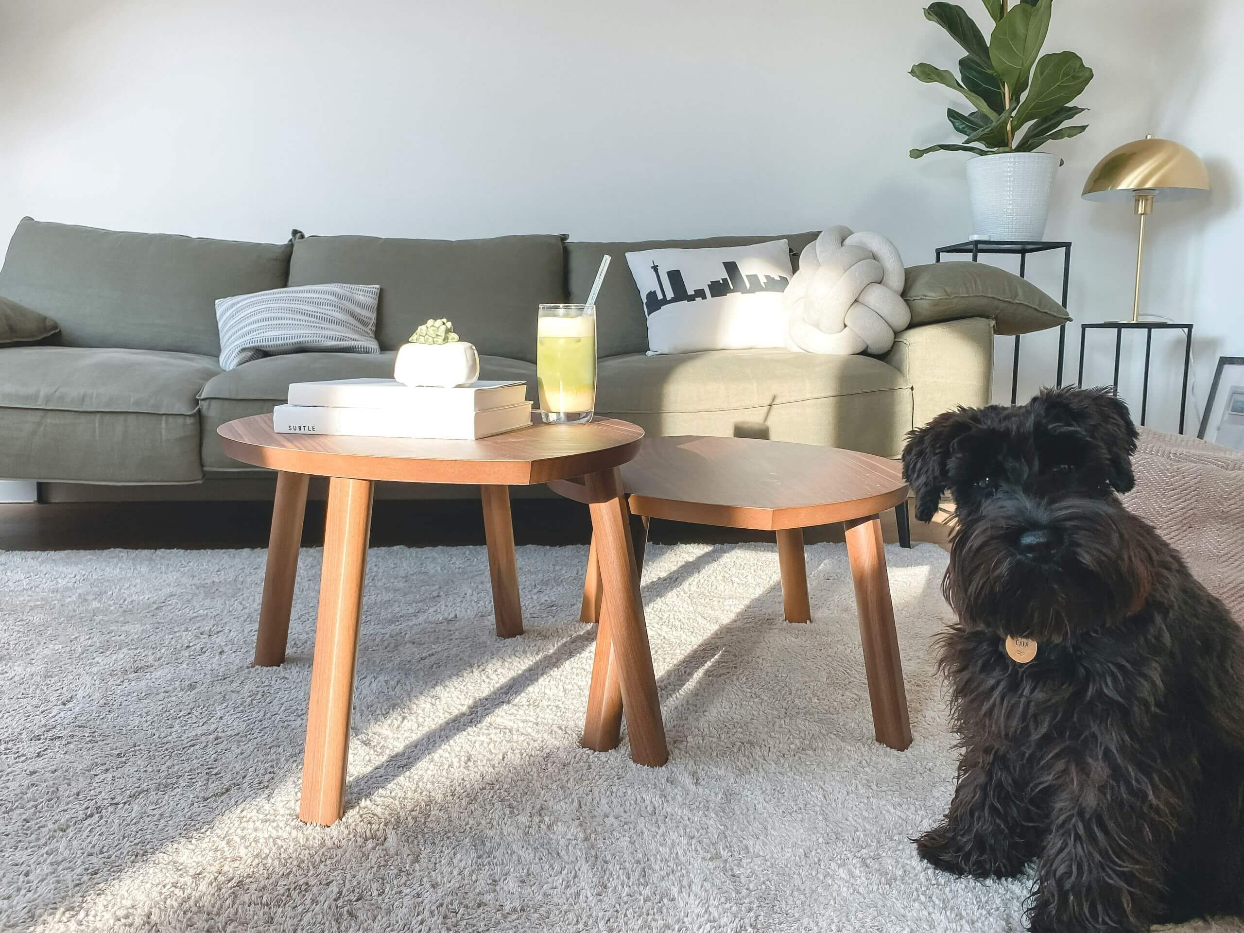 A small black dog sits on a white rug next to two wooden coffee tables with books, a drink, and decor in a sunlit living room with a green couch and plants. This photo exemplifies the importance of carpet care tips
