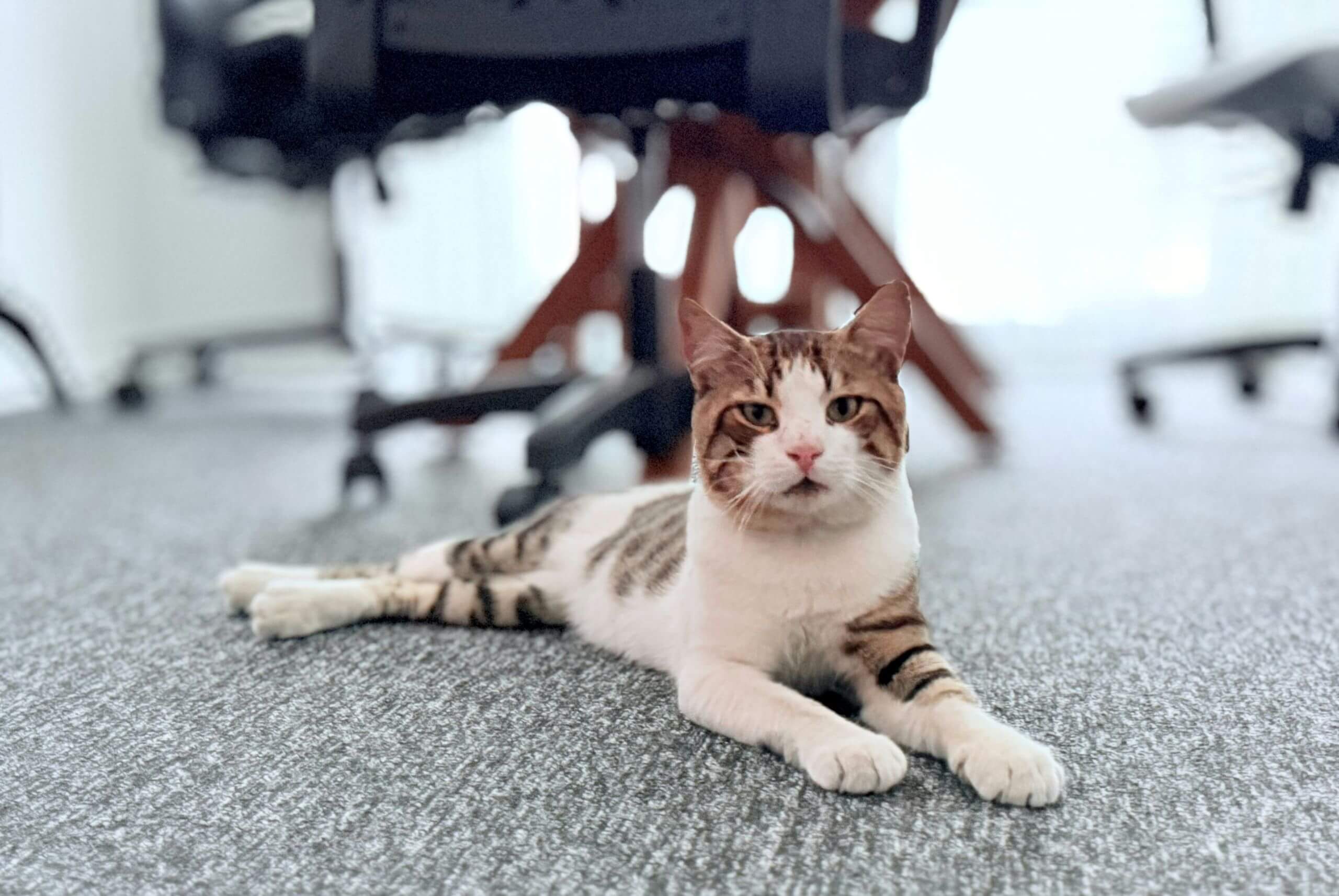 A brown and white cat with stripes is lying on a gray carpet in an office, surrounded by chairs and office furniture in the background—showcasing the quality and comfort of professional commercial carpet installation from a trusted carpet center and floors specialist.